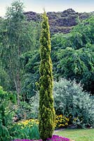 Cupressus sempervirens Swane's Golden, Italian cypress, Conifer, November, Winter - Portrait of slim conifer with yellow green foliage in border. 