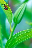 Lily Beetles, Longhorn Beetle. Portrait of two lily beetles on a lily leaf in the summer.