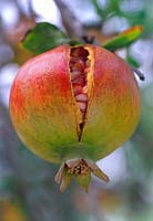 Punica granatum, Pomegranate 'Granada'. Close up of fruit with red yellow and green skin tones with seeds and crack.