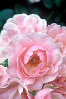 Rosa floribunda 'Bonica'. Close up of cluster of pink flowers. 
