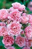 Rosa 'The Fairy'. Polyantha type. Portrait of a cluster of pink roses. 