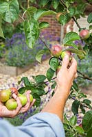 Thinning Malus 'Spartan' fruit to prevent damage to branch and to encourage healthier fruit. 