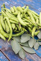 Harvested Broadbean 'Aquadulce Claudia' on blue wooden surface. 