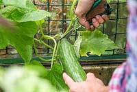 Harvesting Cucumber 'Tiffany'. 