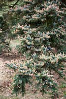 Picea jezoensis - Yeddo spruce nr 257.