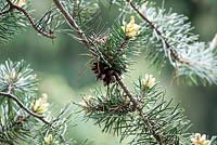 Pinus banksiana - nr 1254 planted april 1961.