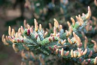 Picea jezoensis - Yeddo spruce, nr 257.
