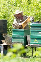 Beekeeper, fully dressed, with beesmoker searching for the queenbee in the honeyframe removed from the beehive.

