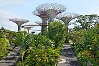 The Supertree Grove, Gardens by the Bay, Singapore