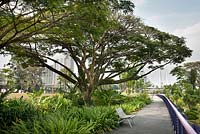  Samanea saman - Rain tree at Gardens by the Bay, Singapore