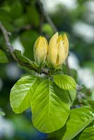 Magnolia acuminata 'Miss Honeybee'.