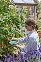 Woman harvesting Raspberry 'Glen Magna'