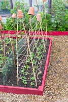 Transplanting peas. Small raised beds in mid June, with peas, 'Kelvedon Wonder', in tray ready for transplanting. 