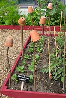 Raised beds with stakes and string for pea and bean support, topped with terracotta pots for decorative effect and to prevent injury.