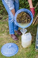 Pouring liquid of the decomposed comfrey into containers.