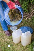 Pouring liquid of the decomposed comfrey into containers