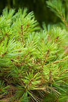Pinus strobus 'Minima'. Windy Ridge, Little Wenlock, Shropshire, UK