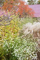 White aster with grasses and other herbaceous perennials with red oxide roof and orange prunus behind. The Buildings at Broughton, near Stockbridge, Hants