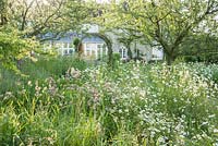 Small orchard full of long grasses and oxeye daisies. Forest Lodge, Pen Selwood, Somerset, UK