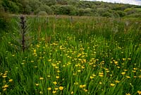 Waun Fach a wild welsh marsh. Dyffryn Fernant, Fishguard, Pembrokeshire, South Wales