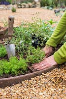 Planting Thymus serpyllum - firming soil around newly planted thyme in herb wheel