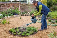 Watering newly planted herb wheel - Plants include Rosemary 'Fota Blue', Lavandula angustifolia 'Hidcote', Thymus 'Doone Valley', Thymus vulgaris, Pot Marjoram, Chervil, Mint 'Swiss', Thymus serpyllum and Chamomile 'Double'. 