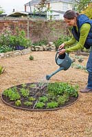 Watering newly planted herb wheel -  Plants include Rosemary 'Fota Blue', Lavandula angustifolia 'Hidcote', Thymus 'Doone Valley', Thymus vulgaris, Pot Marjoram, Chervil, Mint 'Swiss', Thymus serpyllum and Chamomile 'Double'.