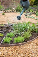 Watering newly planted herb wheel. Plants include Rosemary 'Fota Blue', Lavandula angustifolia 'Hidcote', Thymus 'Doone Valley', Thymus vulgaris, Pot Marjoram, Chervil, Mint 'Swiss', Thymus serpyllum and Chamomile 'Double'.