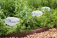 German plant labels for Thymus and Mint 'Swiss'. 
