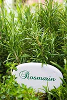 German plant label for Rosemary 'Fota Blue'. Rosmarin 