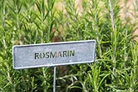 German plant label for Rosemary 'Fota Blue'.  Rosmarin 