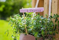 Thymus plant with label. 