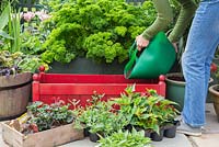 Adding compost to container. Plants include Begonia, Geranium 'Abelina' pac series, Calibrachoa 'Hot Orange' Aloha Kona series, Petunia and Verbena 'Dark Red' Empress series.