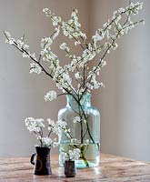 Prunus spinosa, Blackthorn blossom in large vintage glass pickling jar.