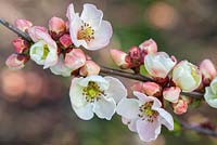 Chaenomeles speciosa 'Moerloosei', Japanese Quince, Japonica, Ornamental Quince. Shrub, March. Pale pink blossom.