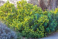 Euphorbia characias subsp. wulfenii 'Lambrook Gold' and Coronilla valentina subsp. glauca. Perennial and shrub assocation. 