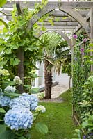 Trachycarpus fortunei, the Chusan palm, framed by pergola with hydrangeas in the foreground. Parc-Lamp, Ruan Lanihorne, Truro, Cornwall, UK