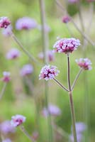 Verbena bonariensis. Parc-Lamp, Ruan Lanihorne, Truro, Cornwall, UK
