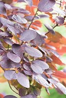 Cotinus coggygria 'Royal Purple'. Parc-Lamp, Ruan Lanihorne, Truro, Cornwall, UK
