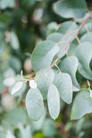 Eucalyptus leaves. Parc-Lamp, Ruan Lanihorne, Truro, Cornwall, UK