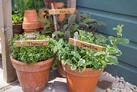 Labels used for Thymus, Mentha and Salvia. 