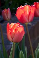Tulipa 'Escape', contre-jour light