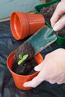 Potting up a sunflower seedling, adding further soil