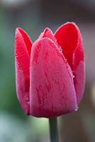 Tulipa 'Escape', early morning dew