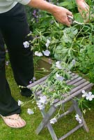 Cutting back Geranium pratense 'Silver queen' in garden border 
