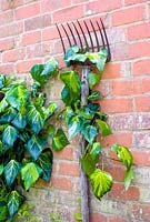 Antique garden fork used to support Ivy on wall