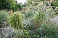 Larix decidua 'Puli' in the gravel garden surrounded by Eryngium variifolium, grasses, pulmonaria, bronze fennel and Aster x frikartii 'Monch' -  Windy Ridge