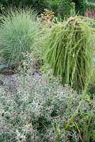 Larix decidua 'Puli' in the gravel garden surrounded by Eryngium variifolium, grasses including variegated miscanthus and cotinus -  Windy Ridge