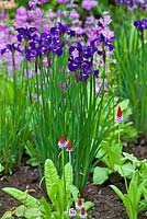 Iris 'Shirley Pope' and Primula Vialii with Candelabra primulas in the background