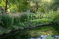 Lythrum 'Longstock Seedling' and Primula florindae at Longstock Park Water Gardens
